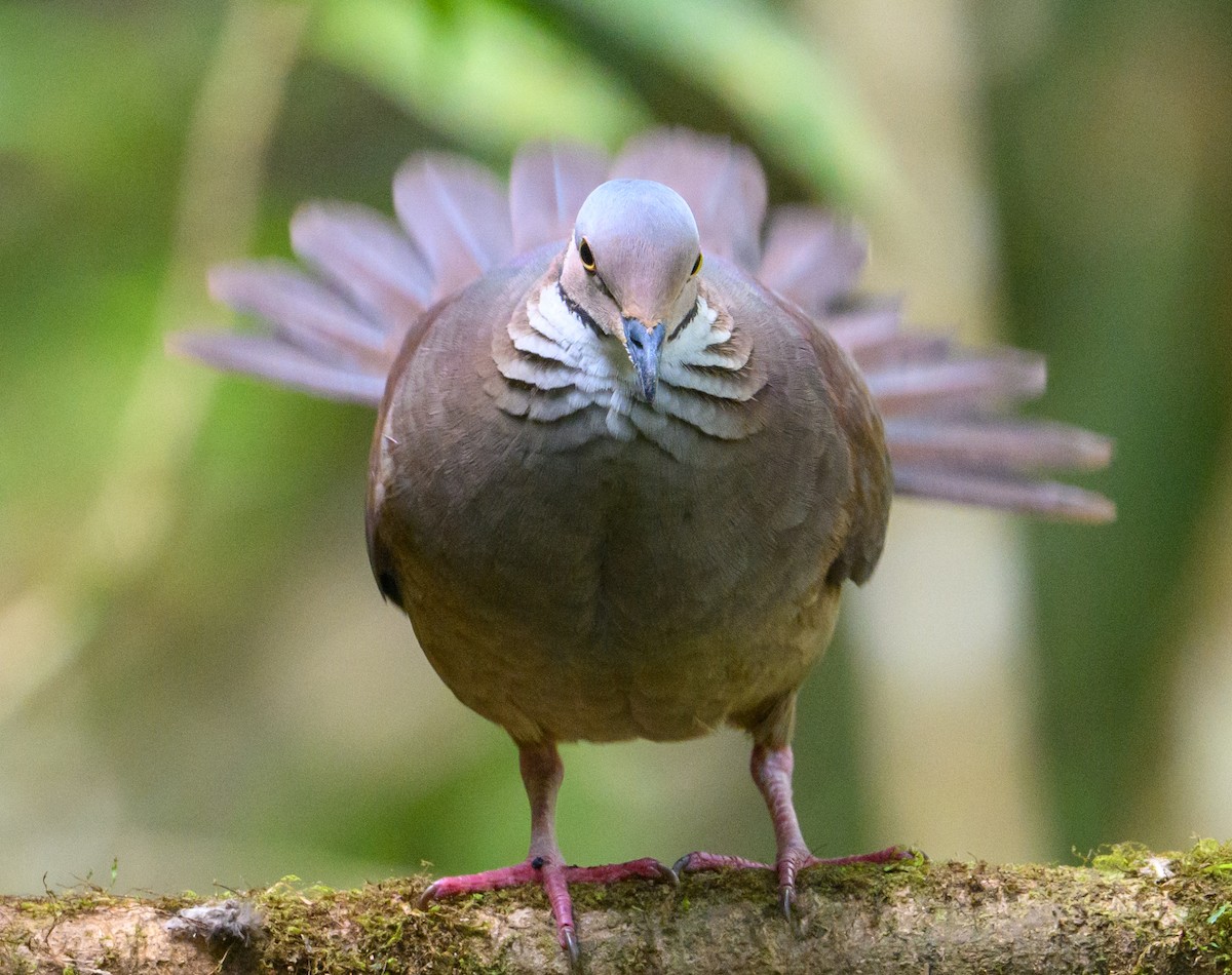 White-throated Quail-Dove - ML637679410