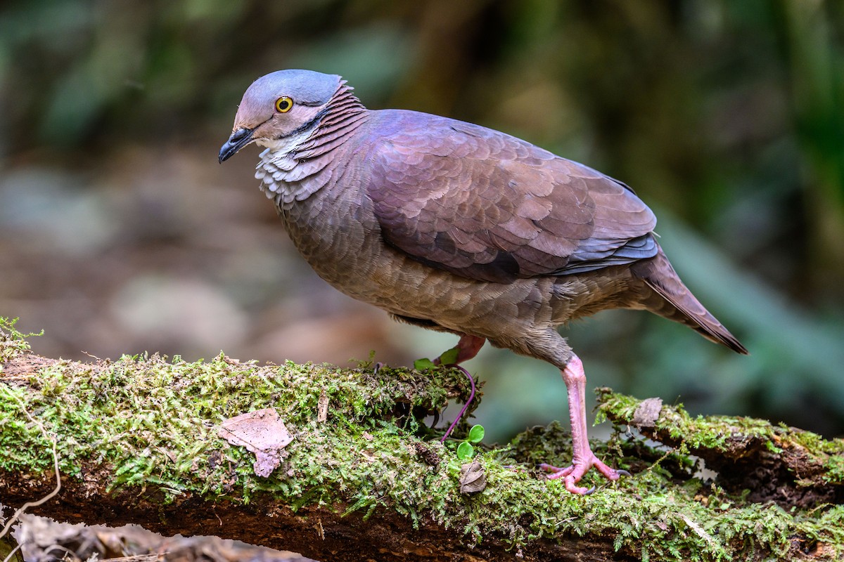 White-throated Quail-Dove - ML637679411