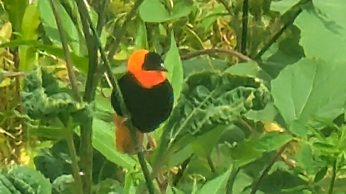 Northern Red Bishop - ML637679416