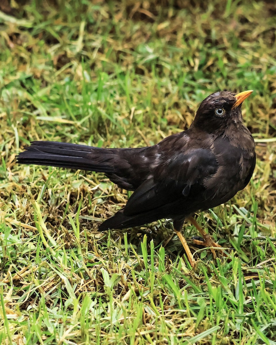 Sooty Thrush - ML637679419