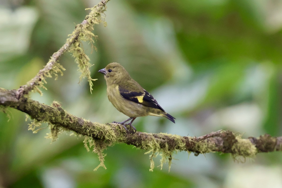 Yellow-bellied Siskin - ML637679422