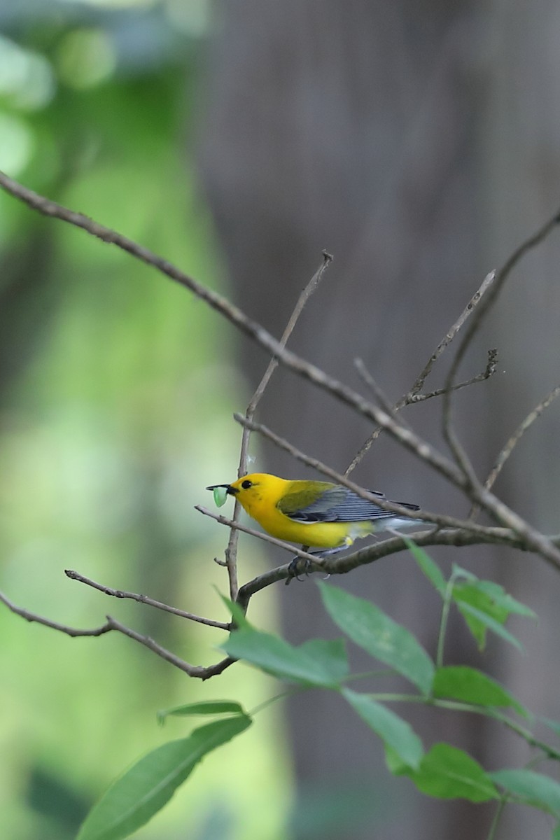 Prothonotary Warbler - ML637679423