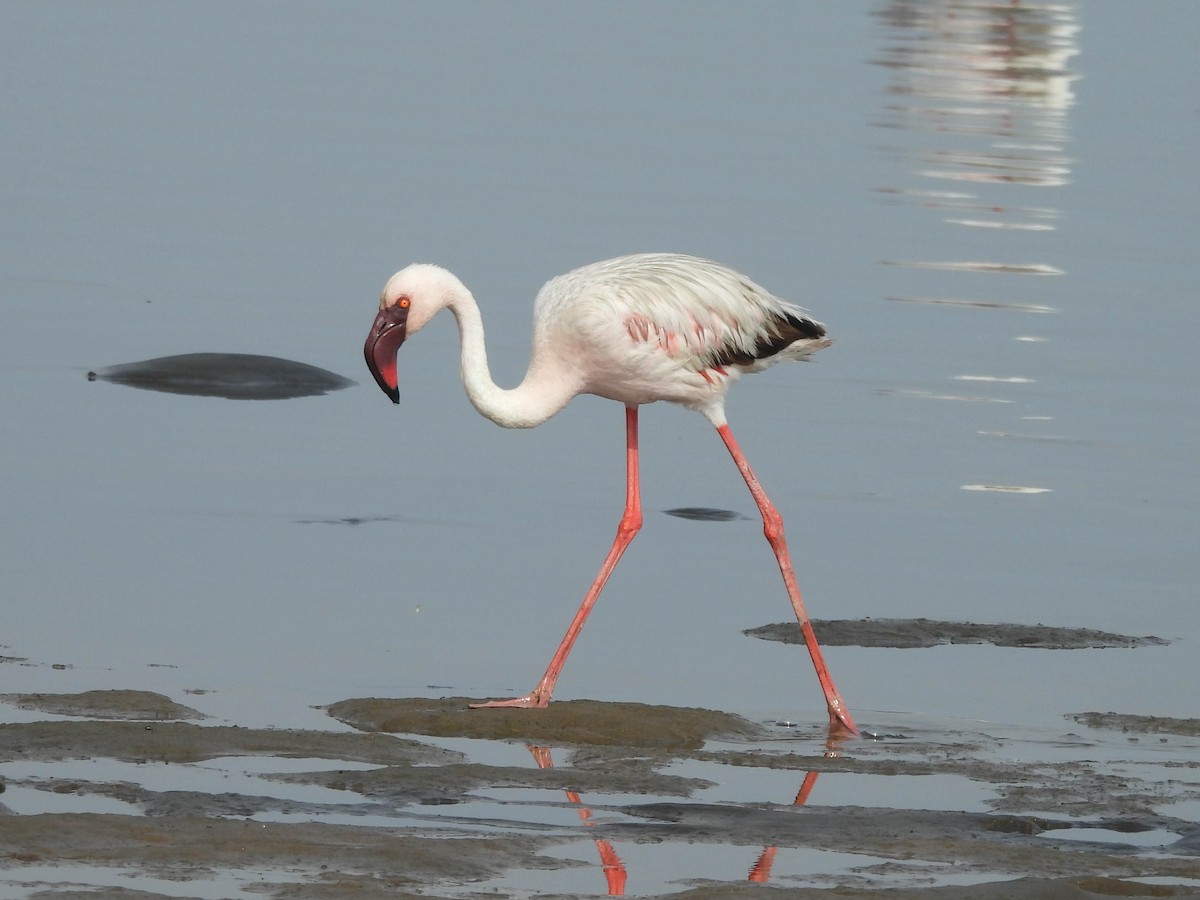 Lesser Flamingo - ML637679444