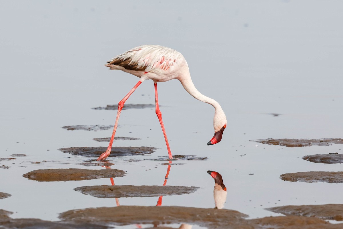 Lesser Flamingo - ML637679448