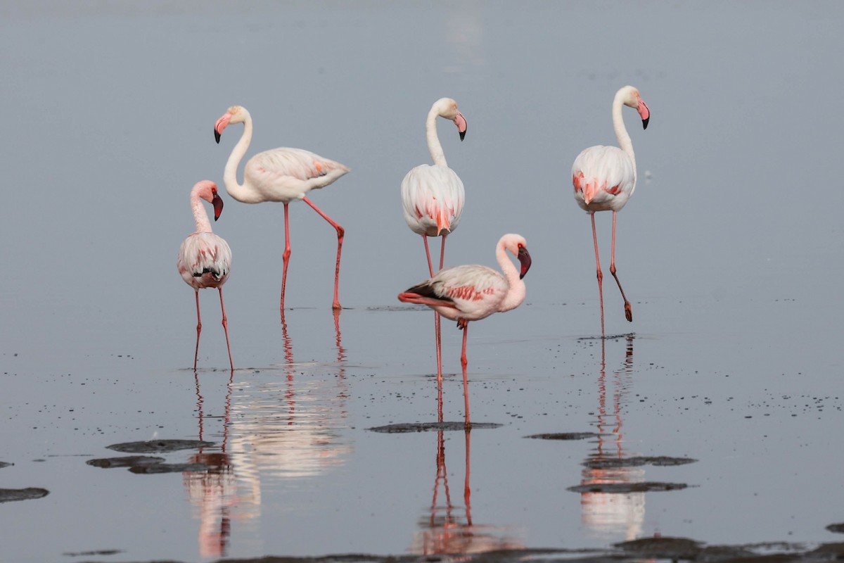 Lesser Flamingo - ML637679451