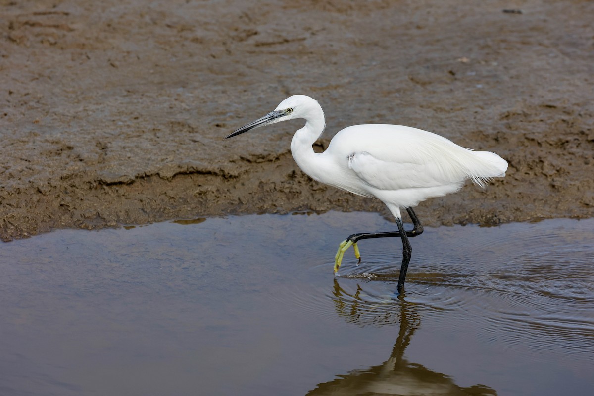 Little Egret - ML637679453