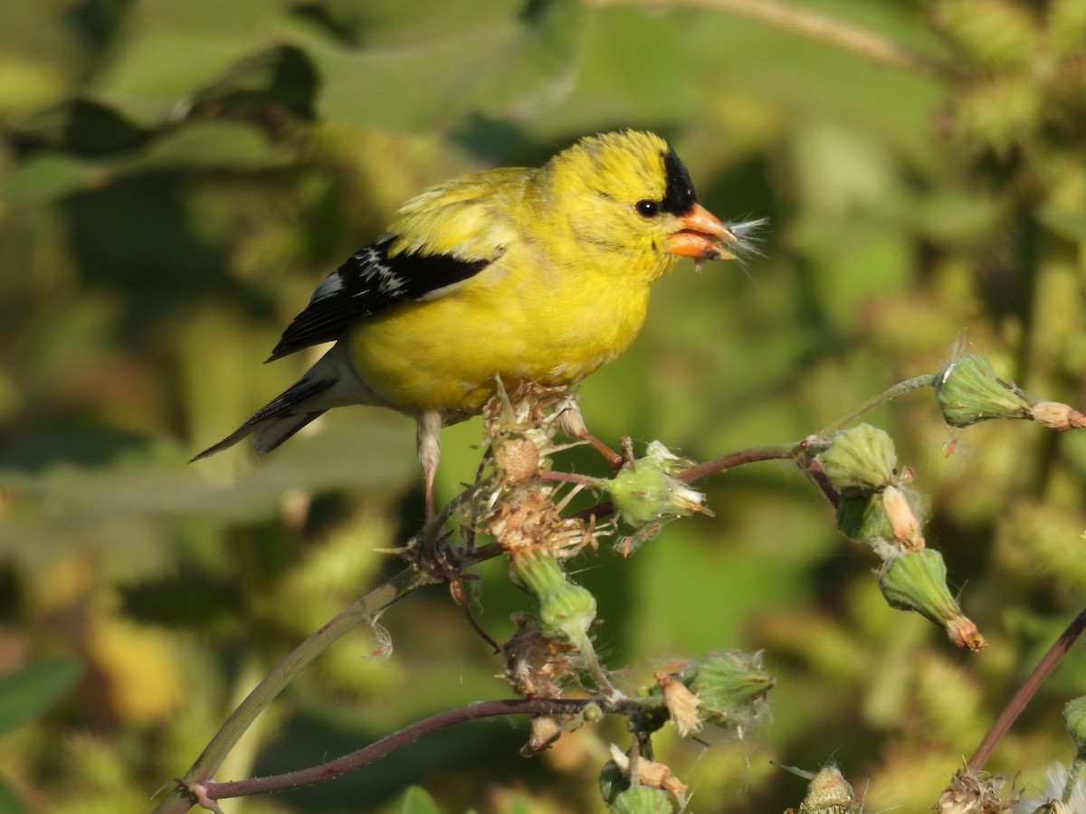 American Goldfinch - ML637679475