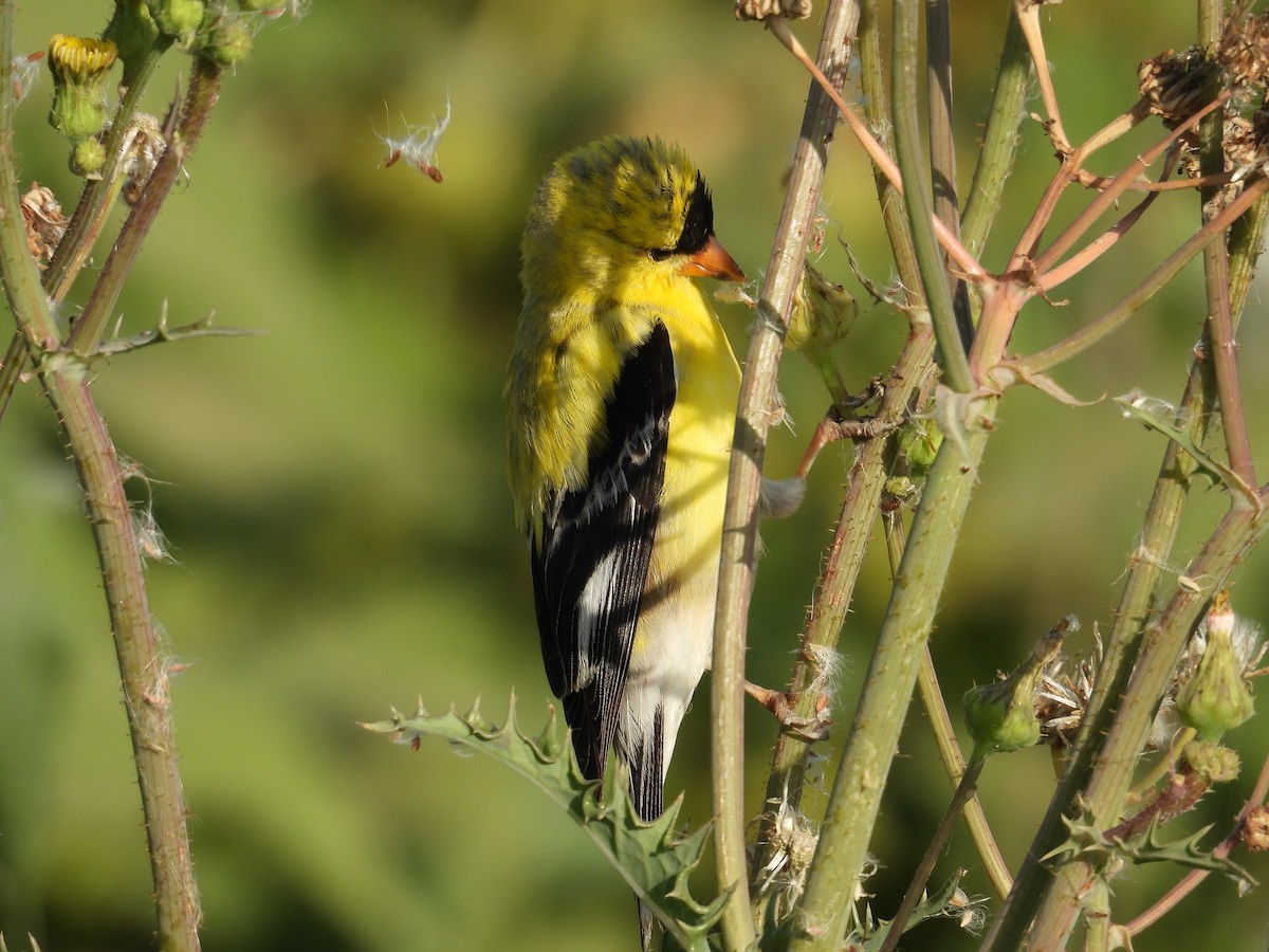 American Goldfinch - ML637679478
