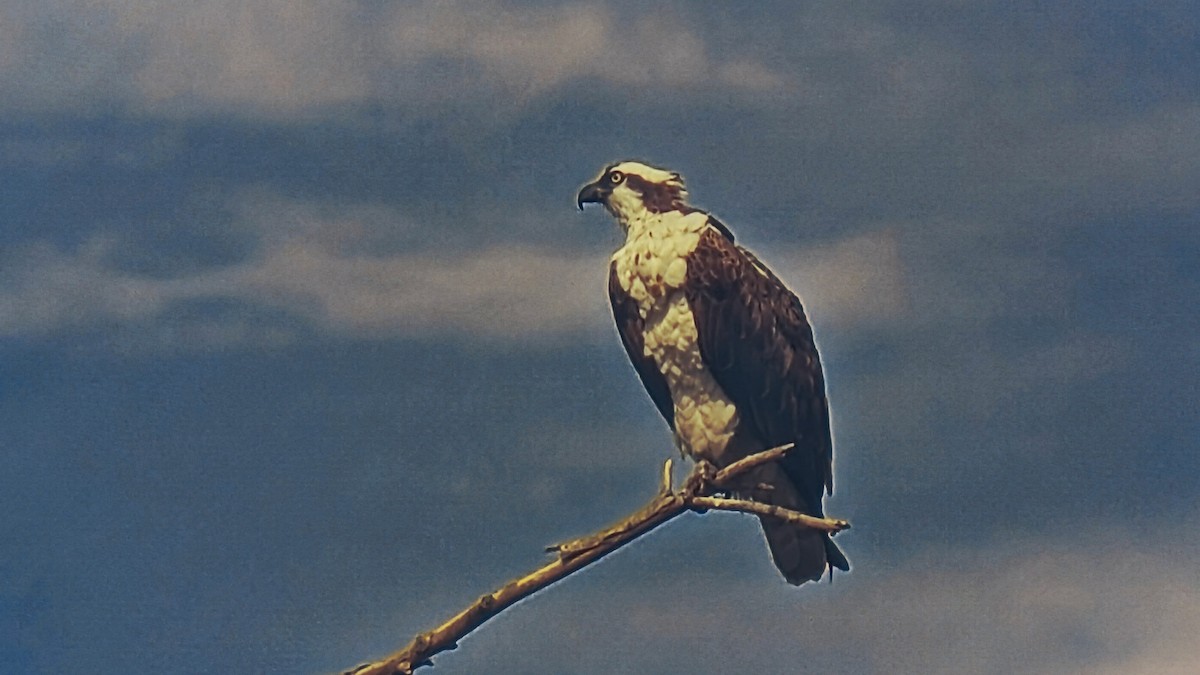 Osprey - ML637679485