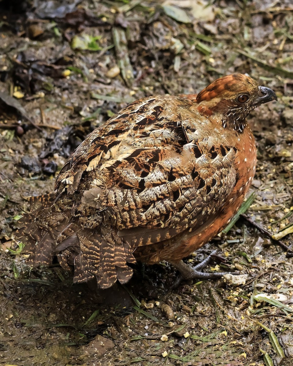 Spotted Wood-Quail - ML637679504