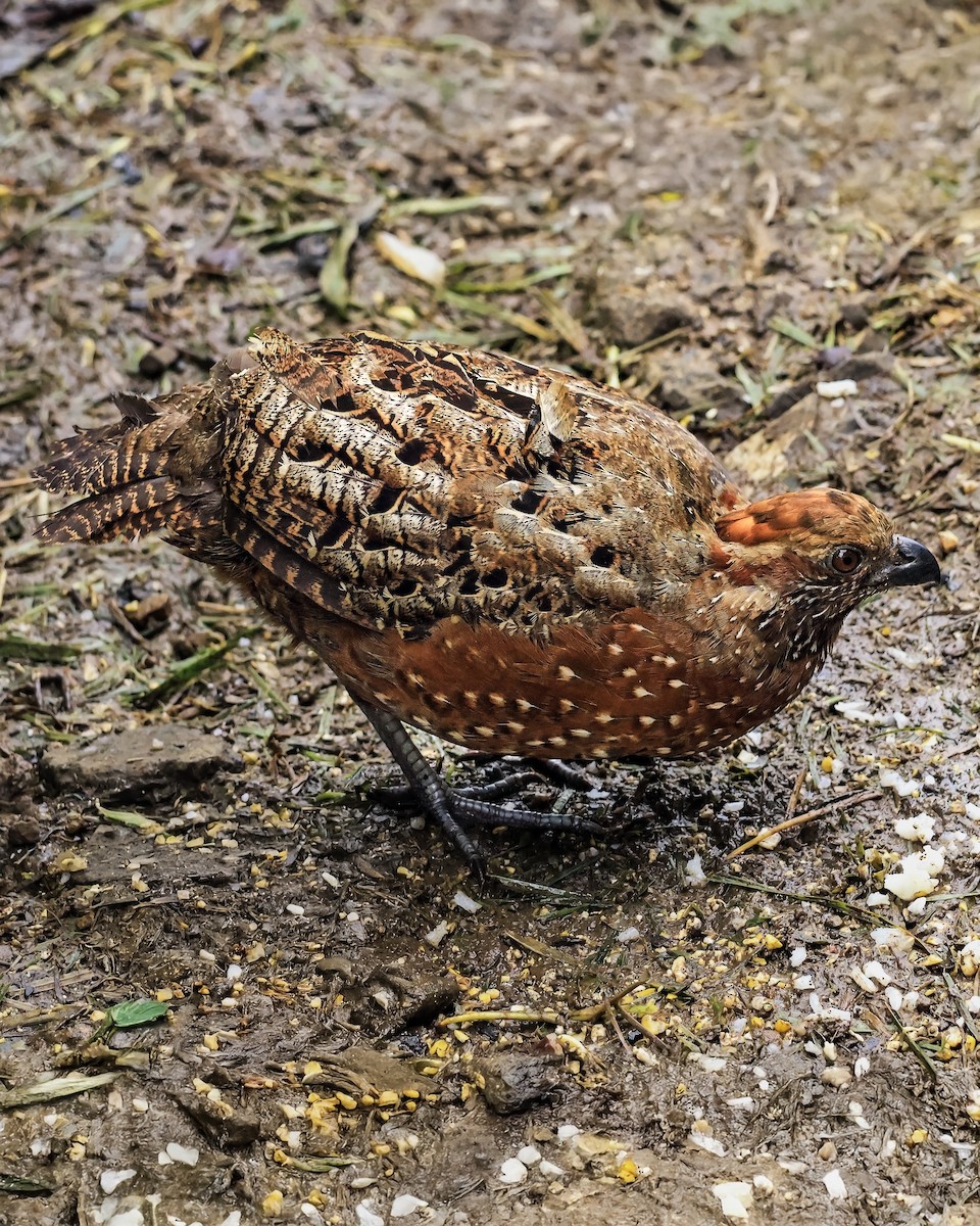 Spotted Wood-Quail - ML637679505