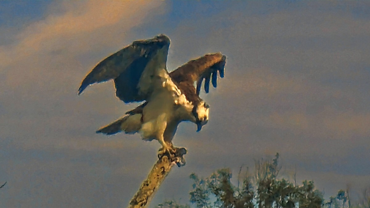 Osprey - ML637679520