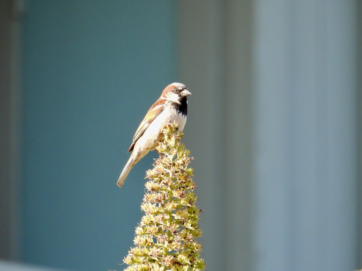 House Sparrow - ML637679521