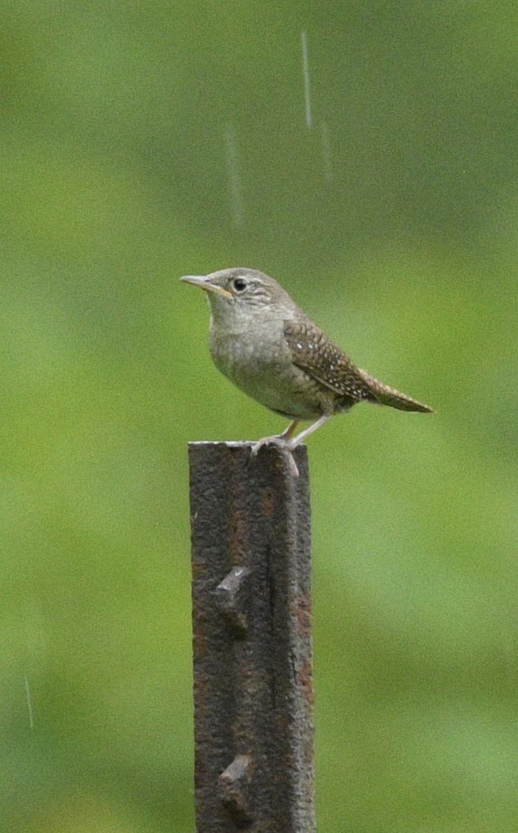 Northern House Wren - ML637679549