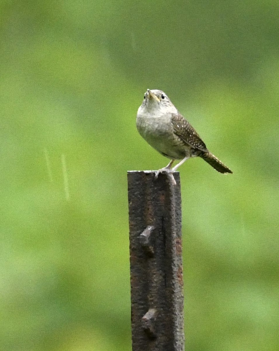 Northern House Wren - ML637679550