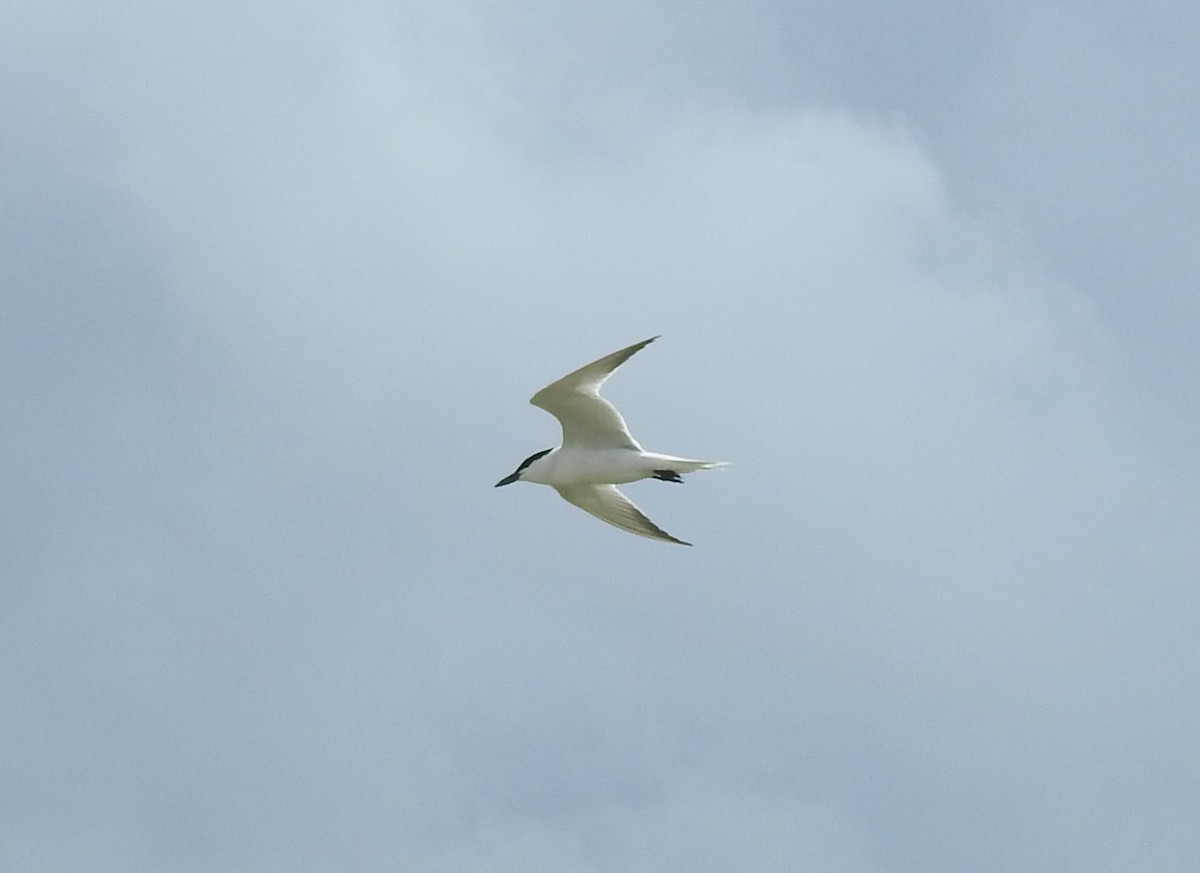 Бахим хараалай - ML637679573