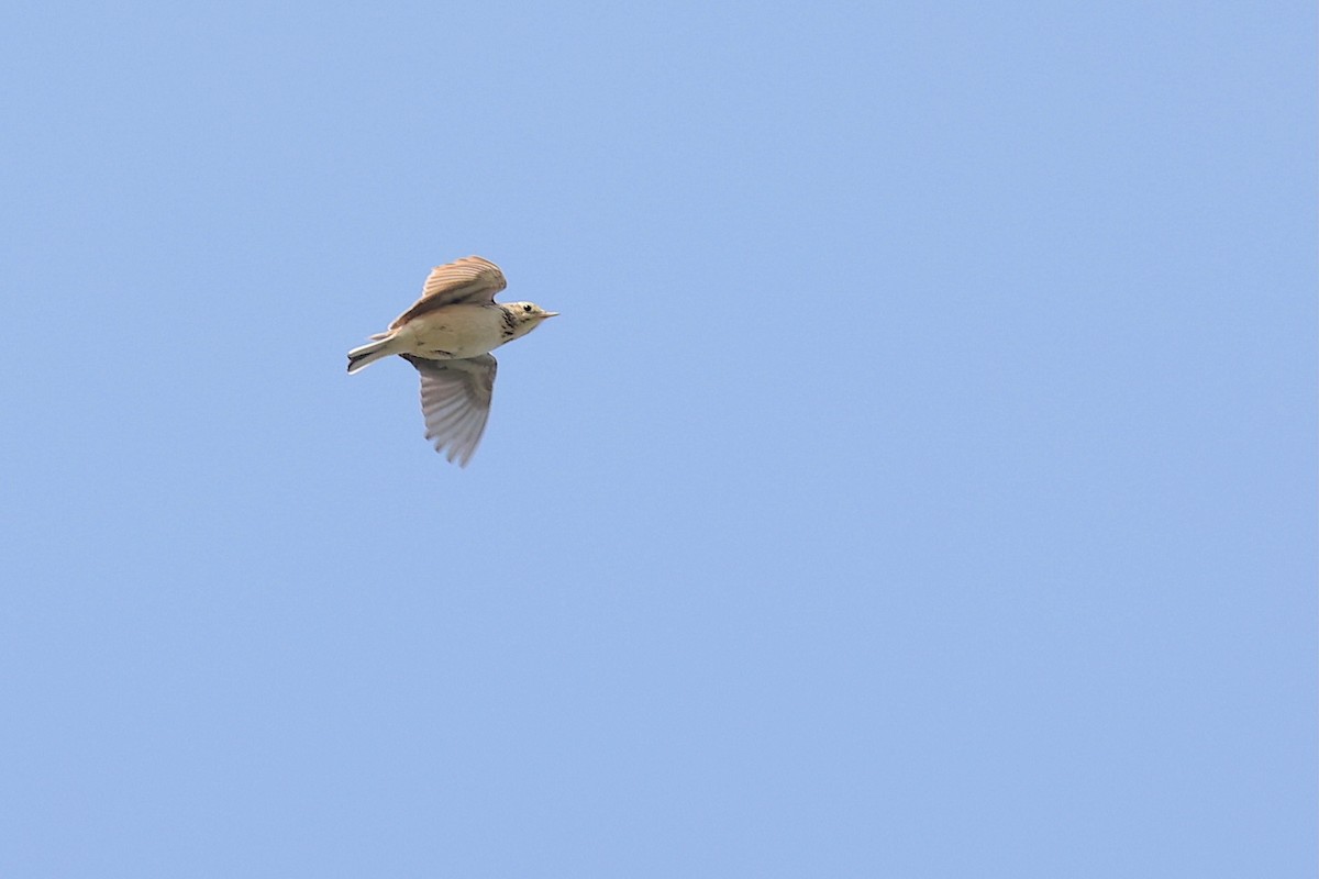 Sprague's Pipit - ML637679614