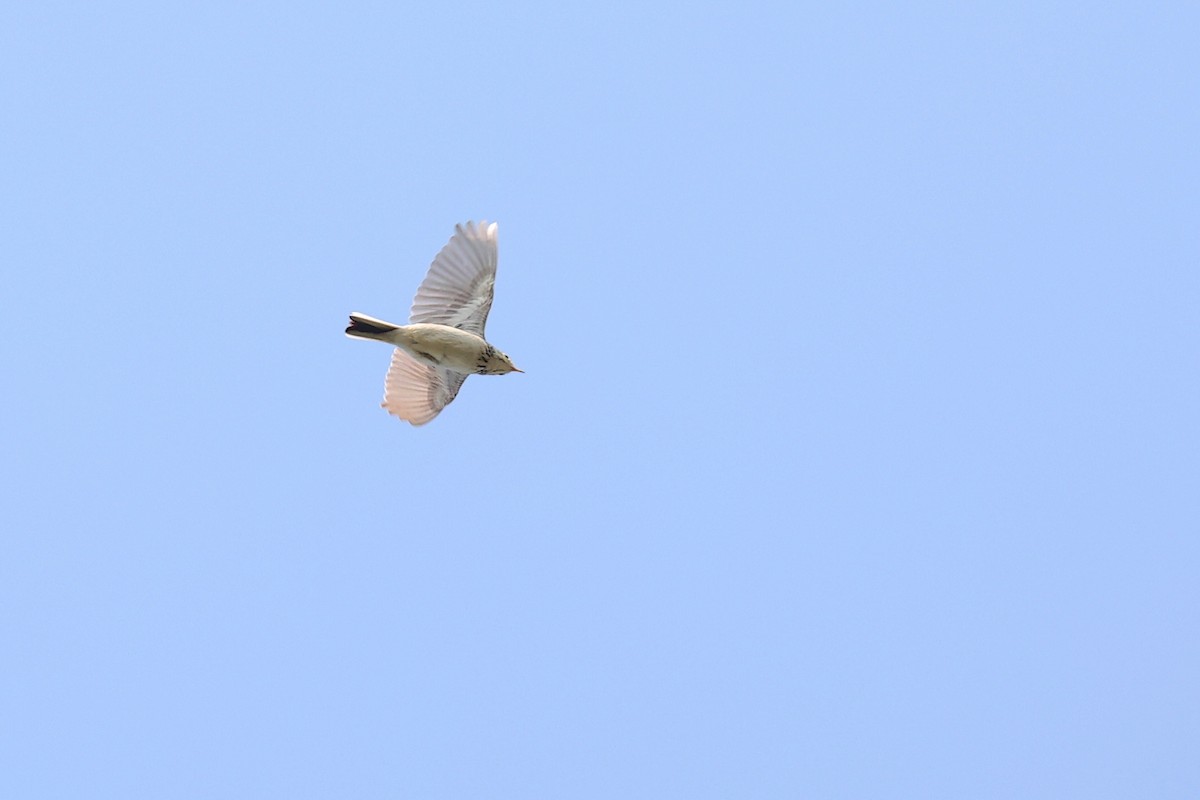 Sprague's Pipit - ML637679616