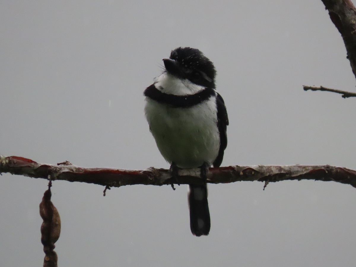 Pied Puffbird - ML637679745