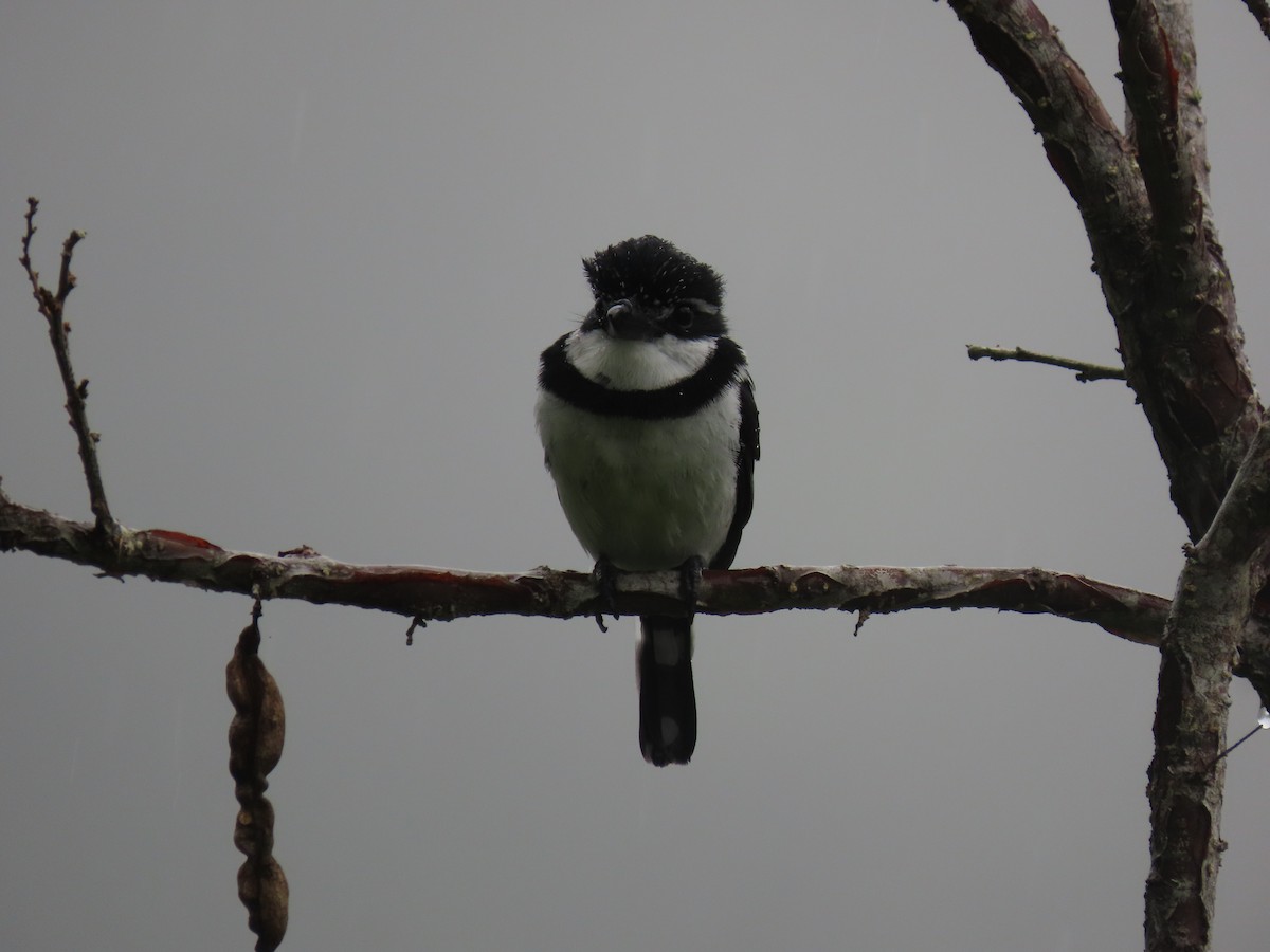 Pied Puffbird - ML637679751