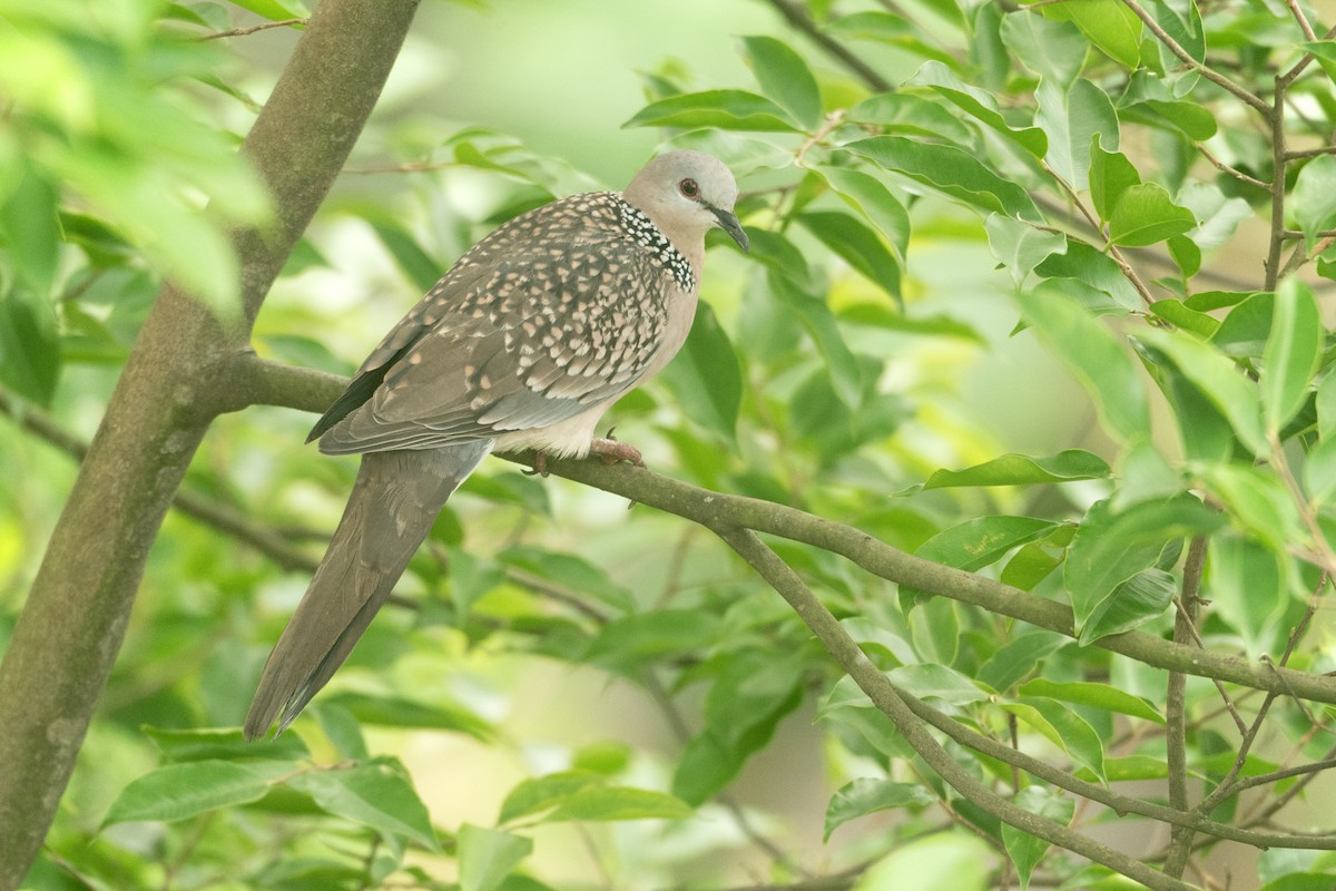 Spotted Dove - ML637679765