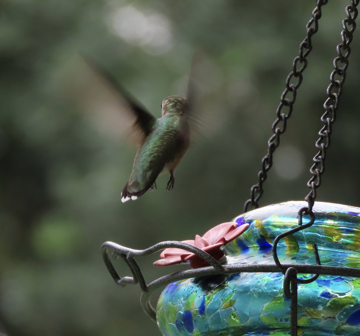 Colibri à gorge rubis - ML637679782