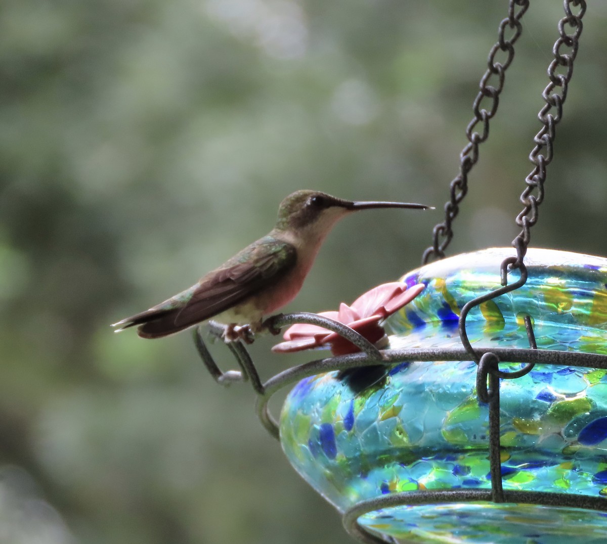 Colibri à gorge rubis - ML637679786