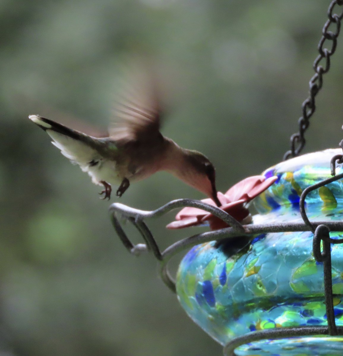 Colibri à gorge rubis - ML637679787