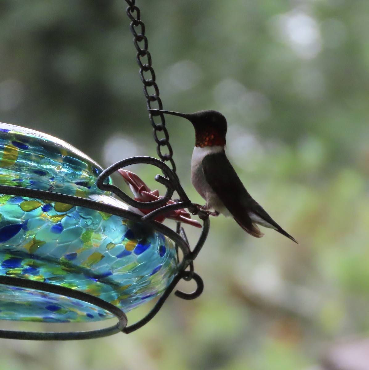 Colibri à gorge rubis - ML637679790