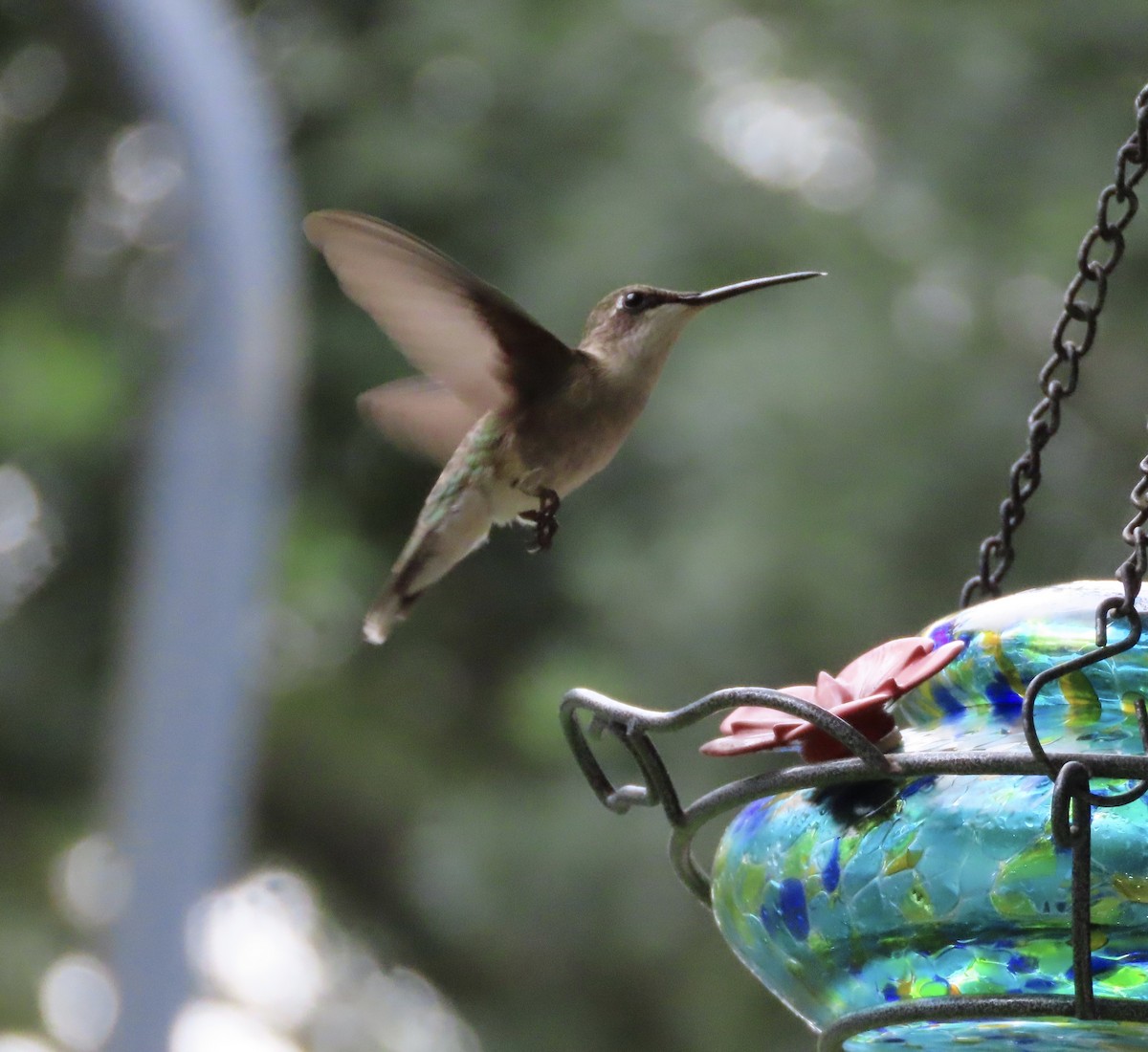 Colibri à gorge rubis - ML637679792