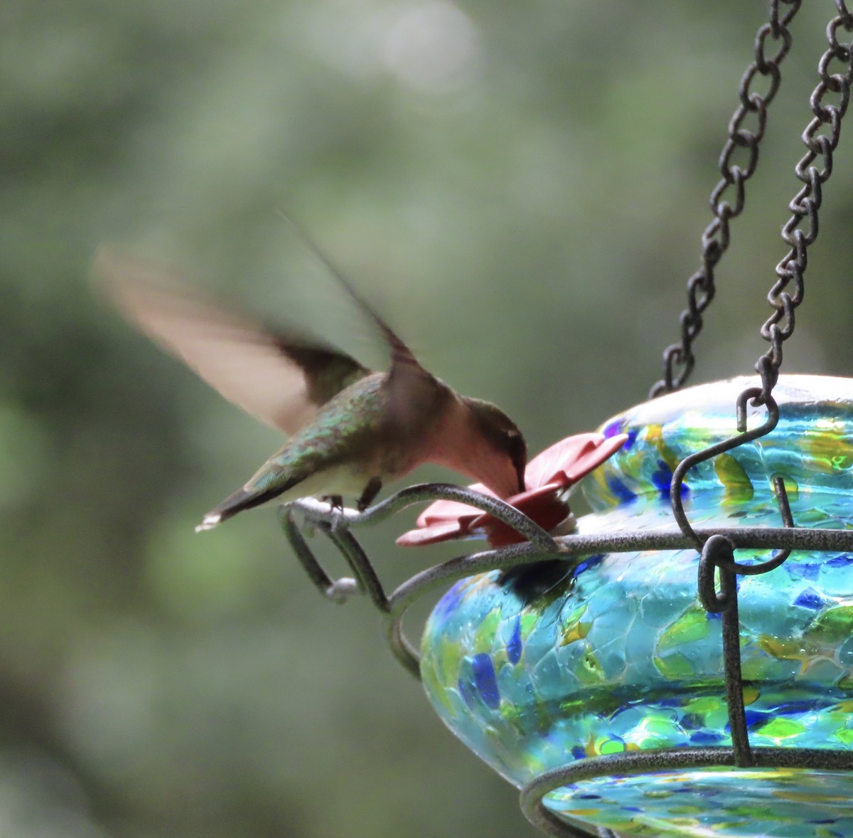 Colibri à gorge rubis - ML637679793