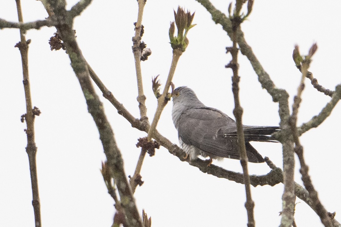 Common Cuckoo - ML637679807