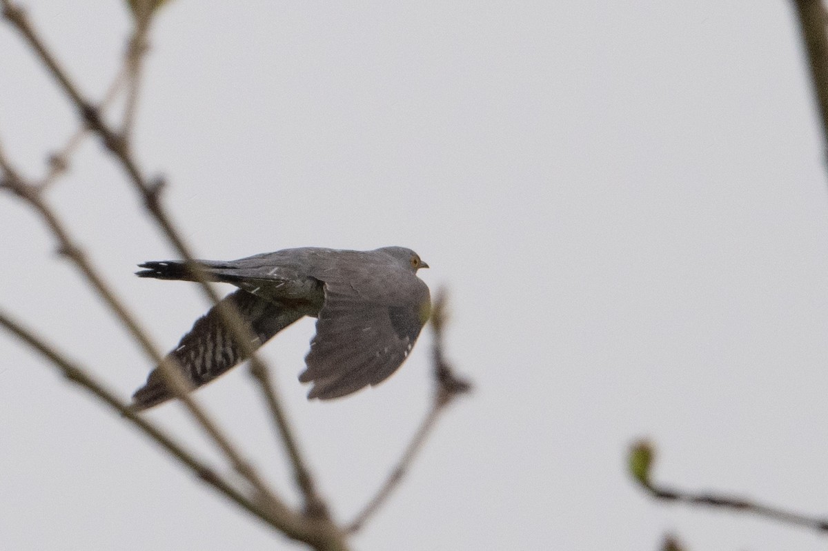 Common Cuckoo - ML637679813