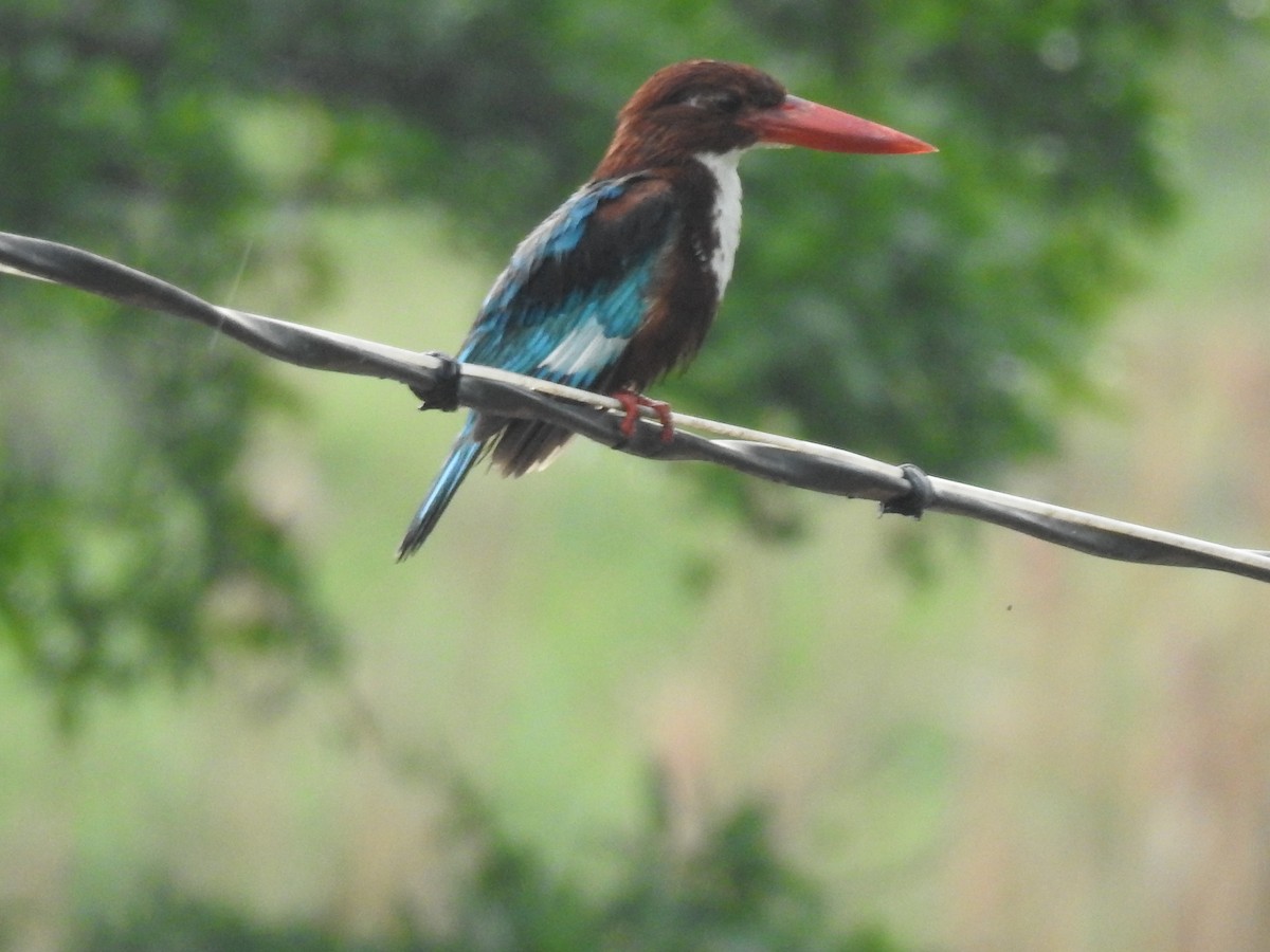 White-throated Kingfisher - ML637679862