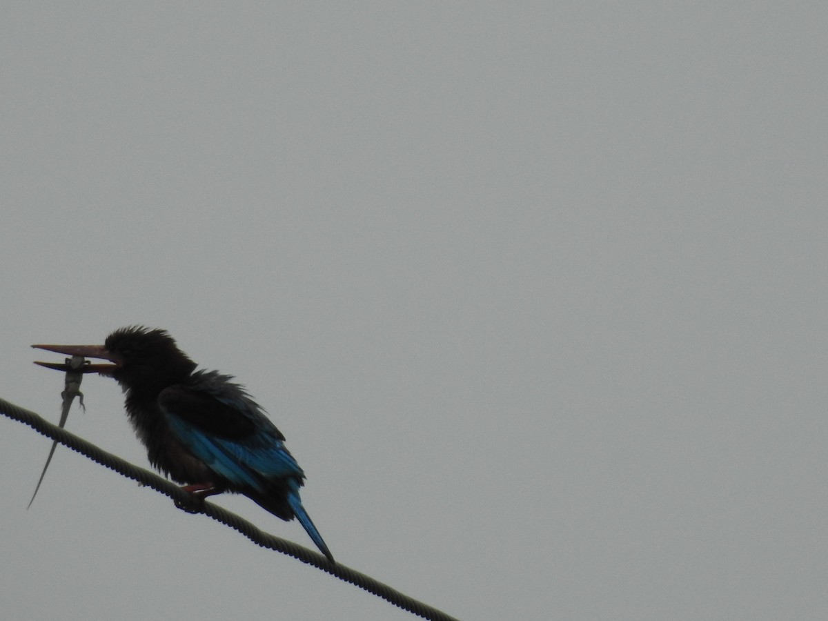 White-throated Kingfisher - ML637679863