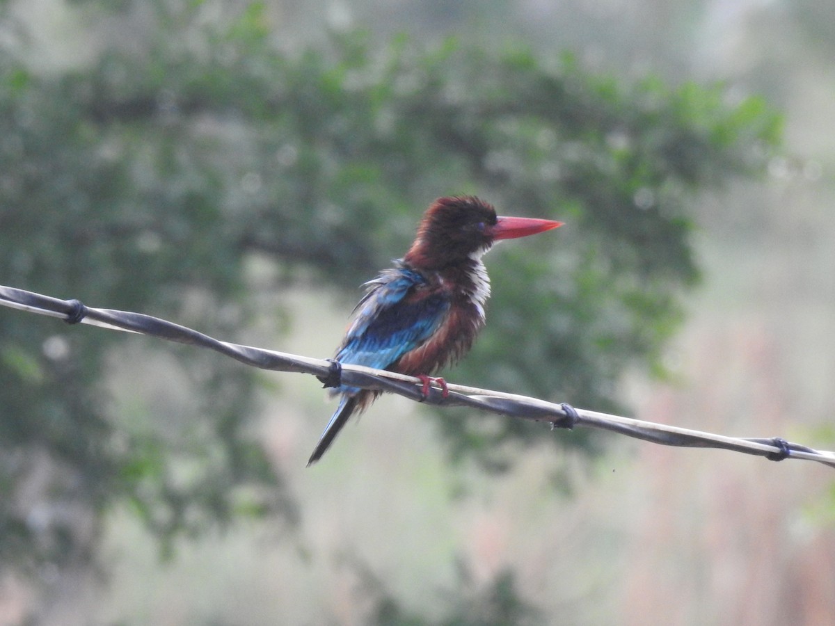 White-throated Kingfisher - ML637679865