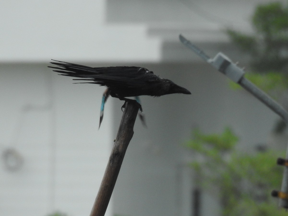 House Crow - ML637679874