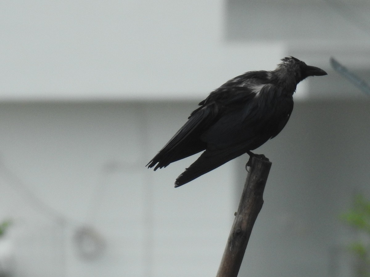 House Crow - ML637679875