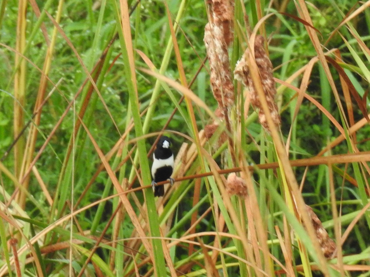 Tricolored Munia - ML637679887