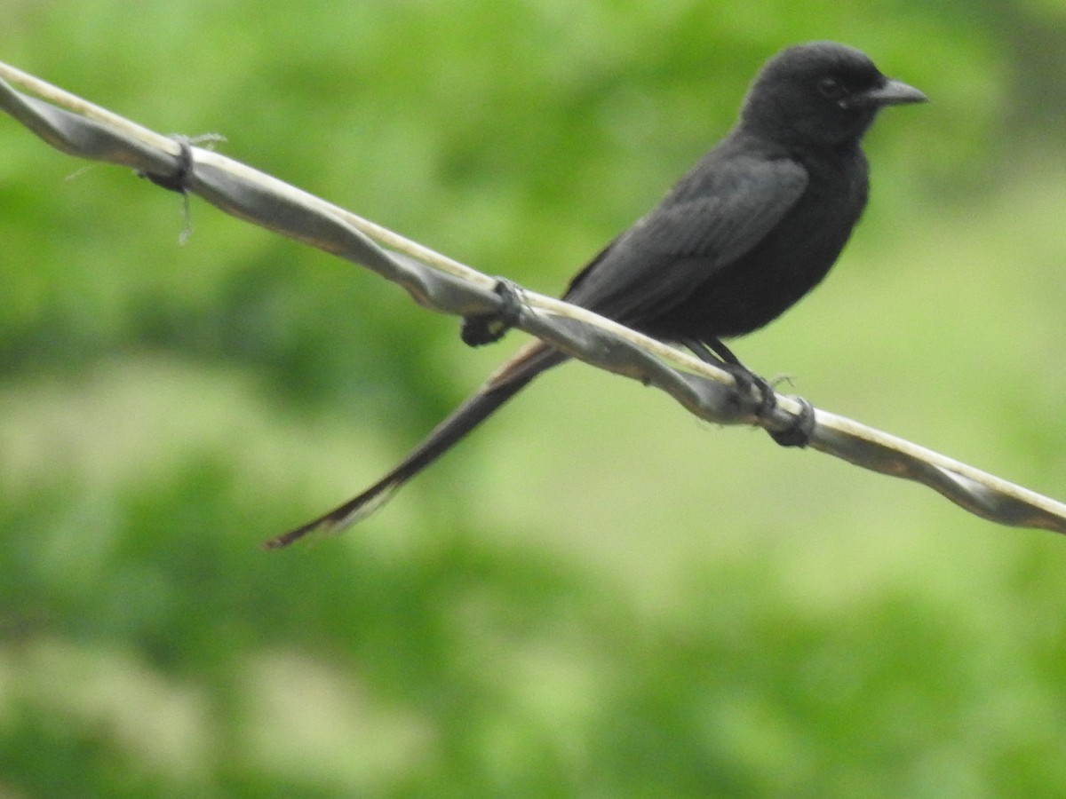 Black Drongo - ML637679897