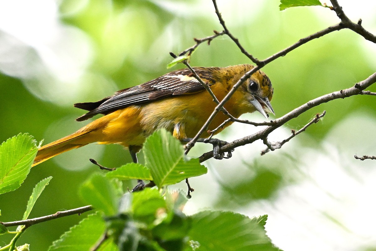 Baltimore Oriole - ML637679902