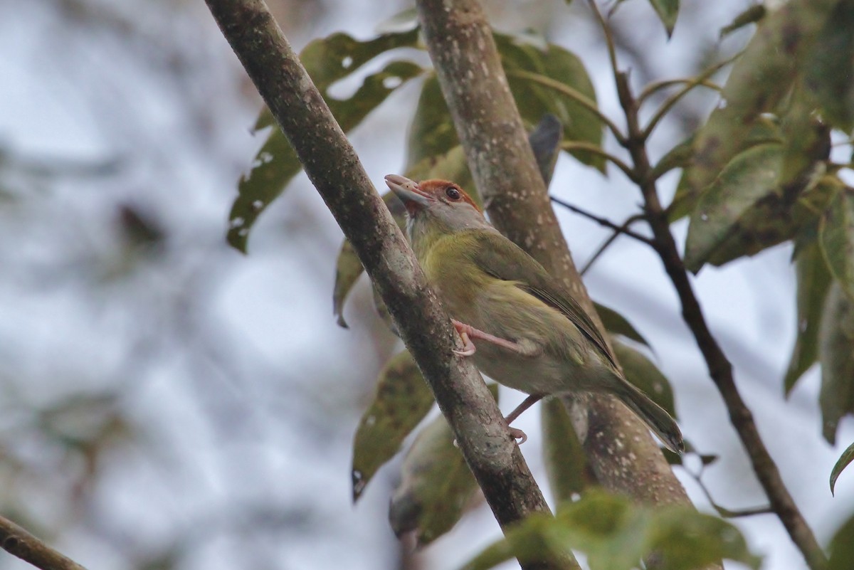 Rufous-browed Peppershrike - ML637679904