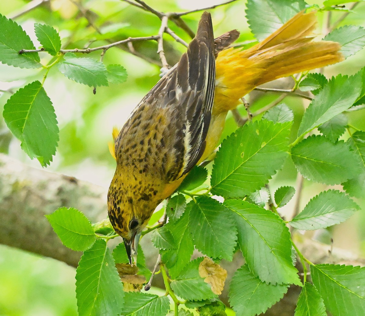 Baltimore Oriole - ML637679906