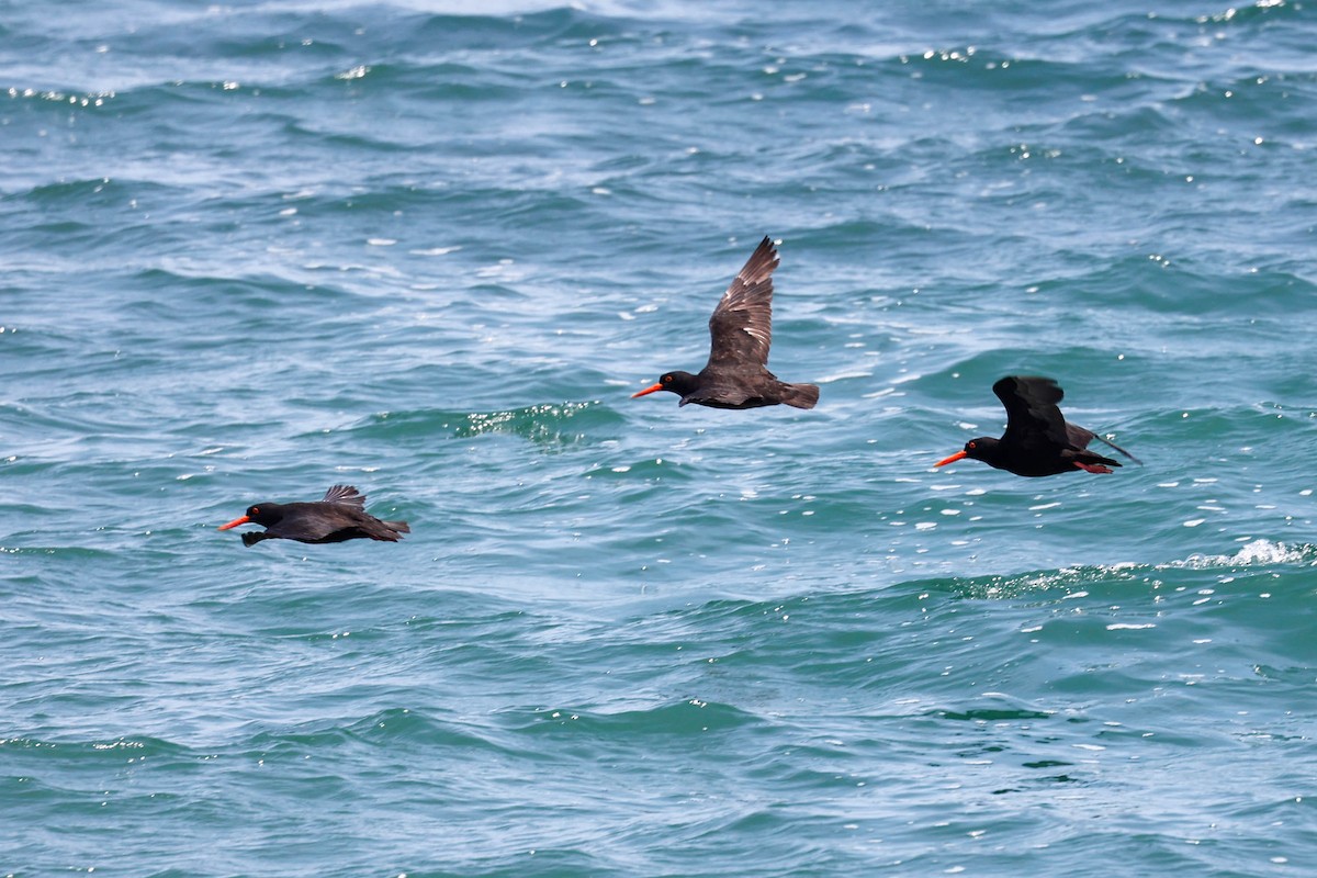 African Oystercatcher - ML637679910