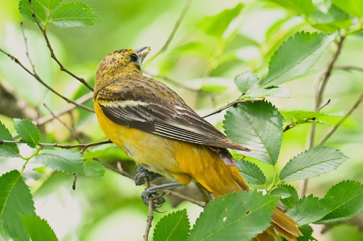 Baltimore Oriole - ML637679914