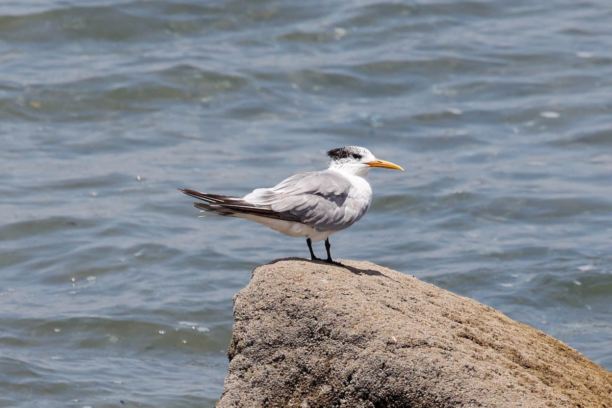 Great Crested Tern - ML637679966