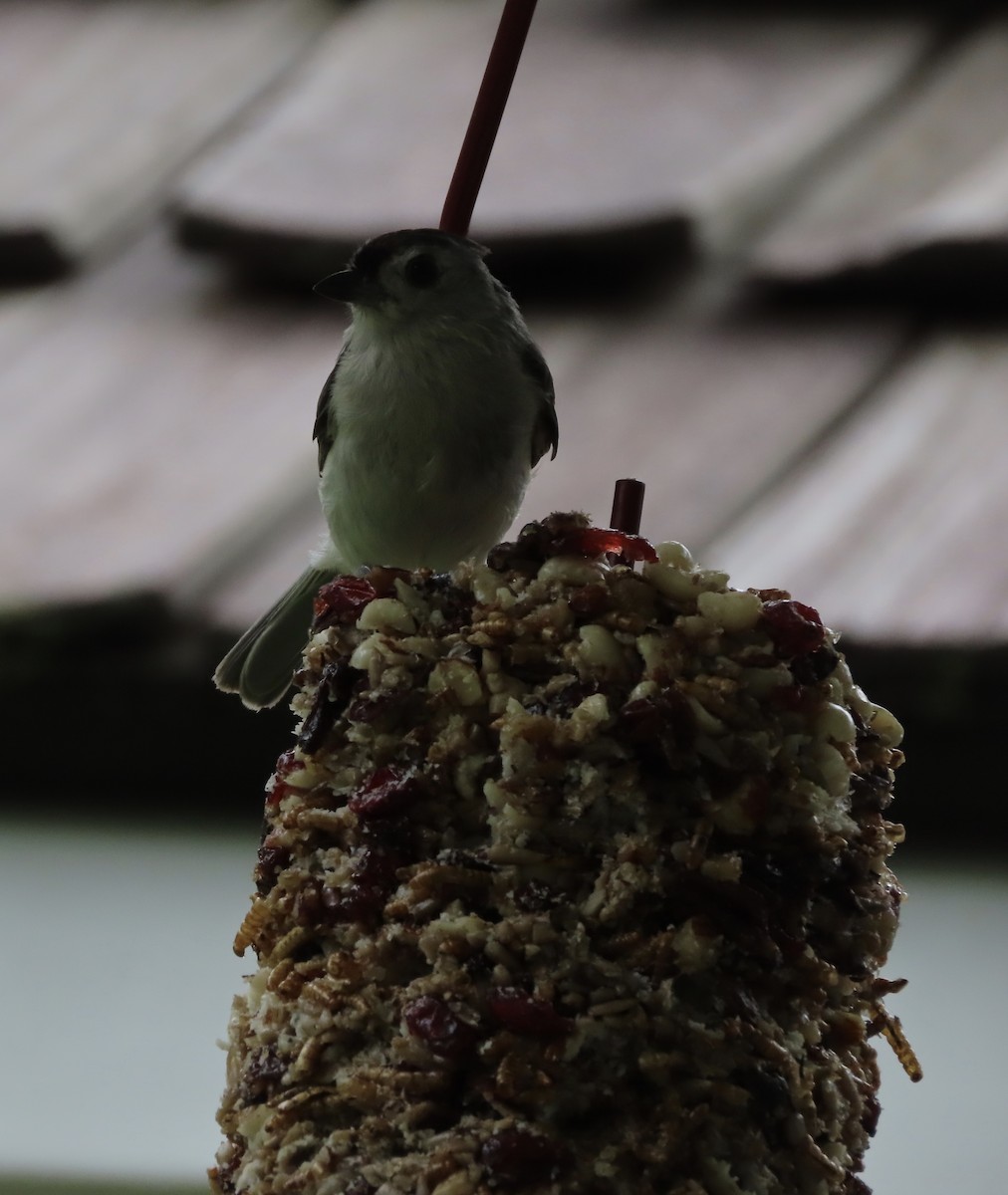 Tufted Titmouse - ML637679974