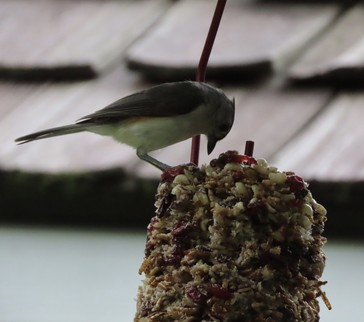 Tufted Titmouse - ML637679976