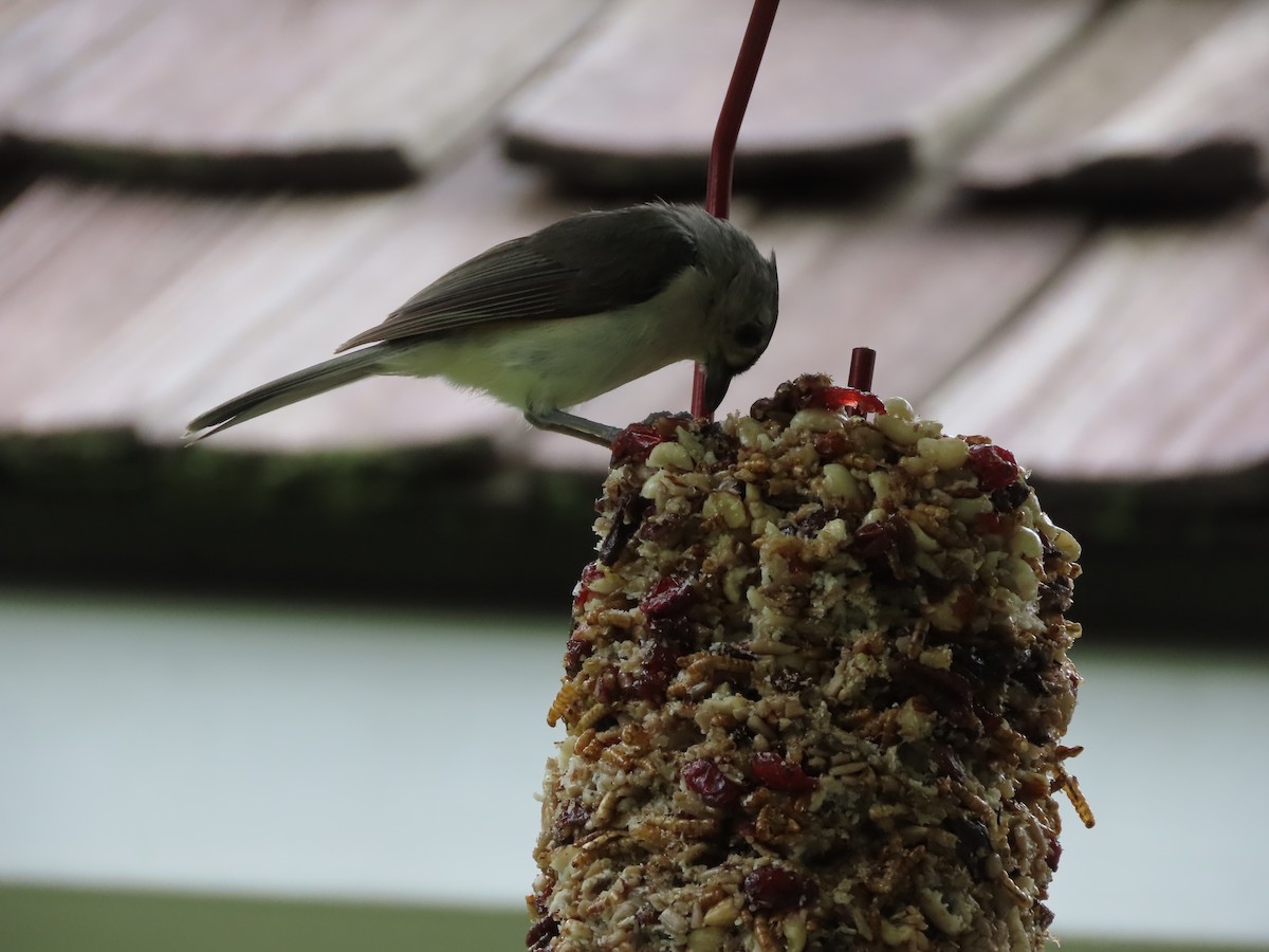 Tufted Titmouse - ML637679977