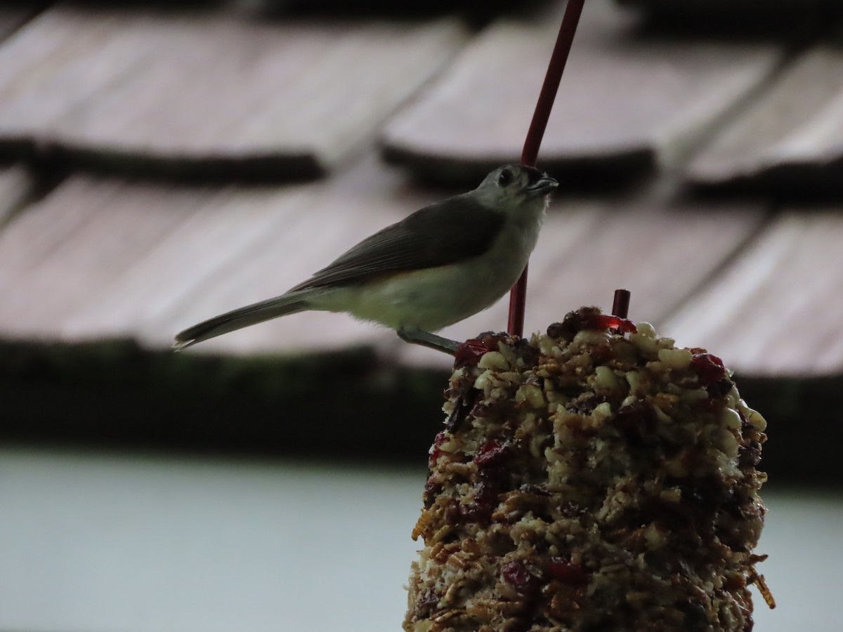 Tufted Titmouse - ML637679978